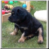 Anina
