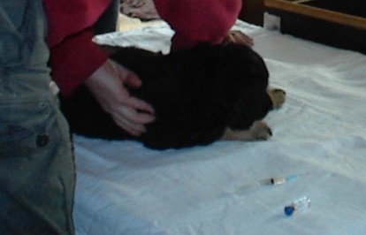 Tierartzt