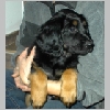 Artus