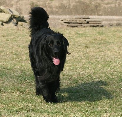 Bosse