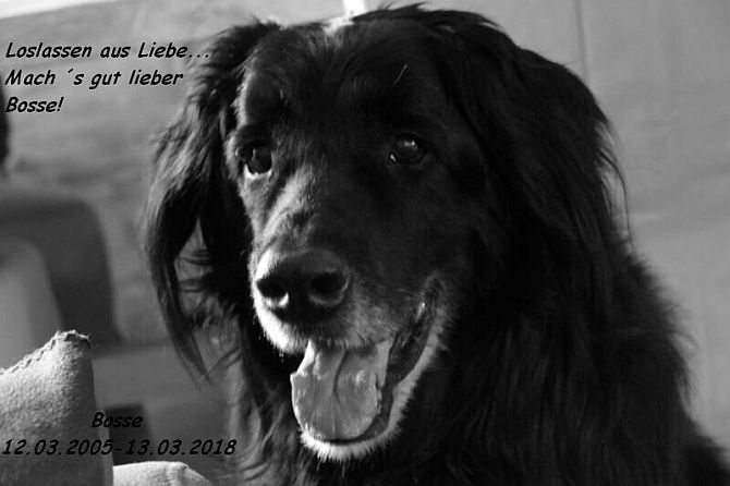Bosse