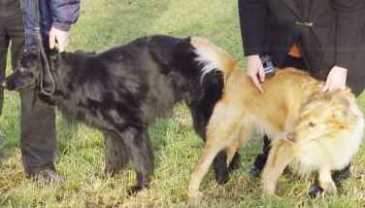 Finn und Heika