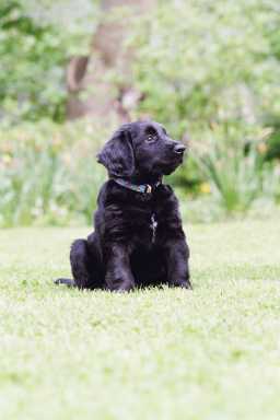 Baron