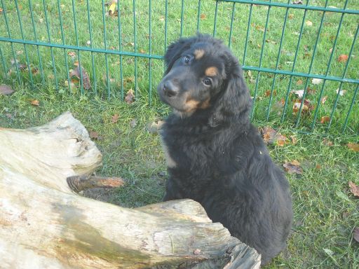 Herzchen