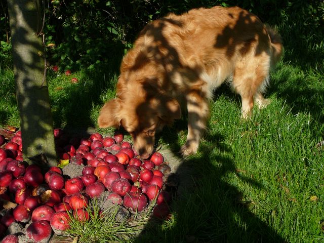 Gesunde Ern�hrung
