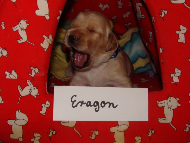 Eragon