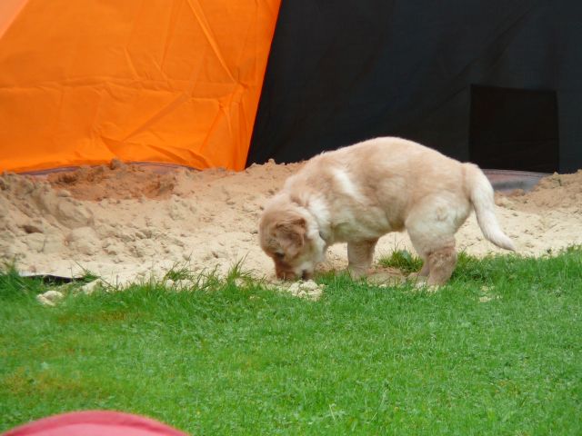 Buddeln