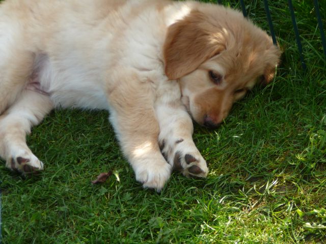 Kuschelb�rchen