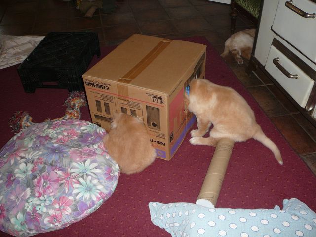 Doppelhaus