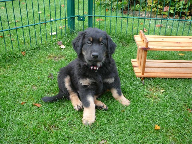 Elrond