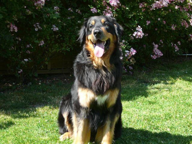 Anton aus Herford