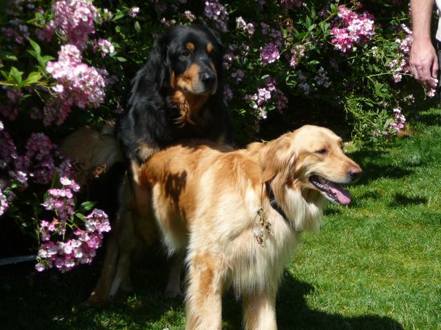 Unter Rosen