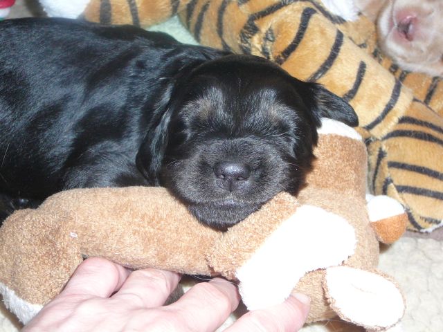 Kuscheln
