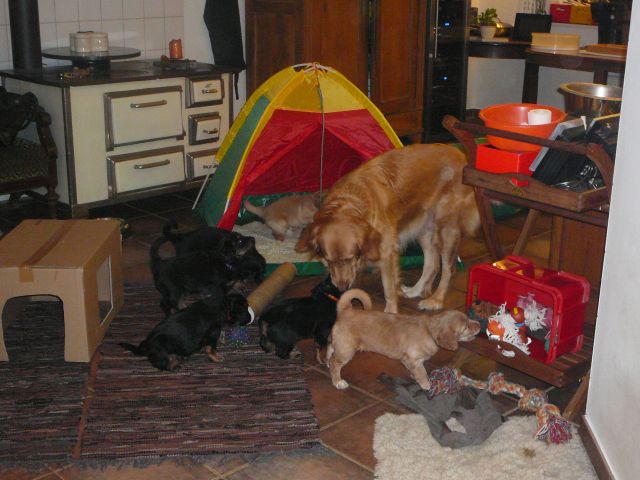 Toben in der K�che