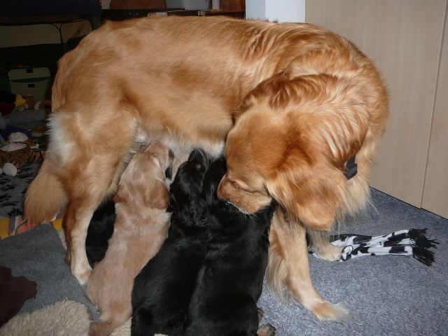 Liebe Mama Abby