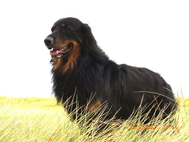 Addo