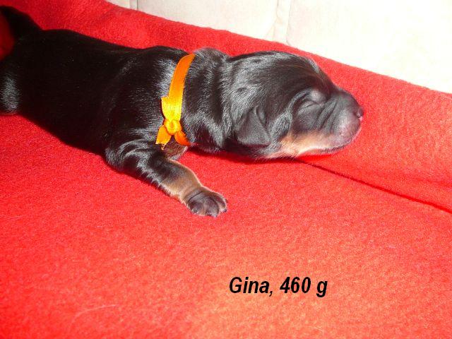 Gina