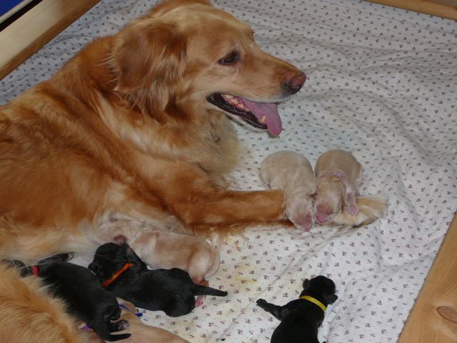 Mama Abby und Hundekinder!