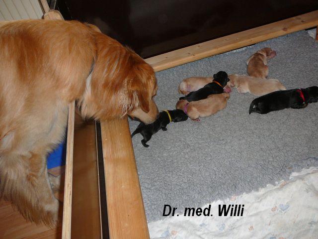 Dr. med. Willi!