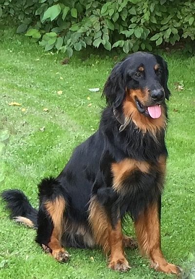 Isko