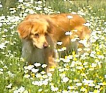 Heika